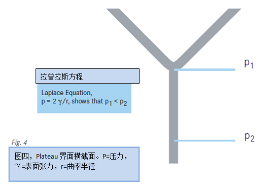 圖四，Plateau界面橫截面